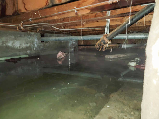 Best Water damage restoration company  in Big Sandy, TX